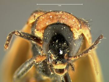 Media type: image;   Entomology 33914 Aspect: head frontal view